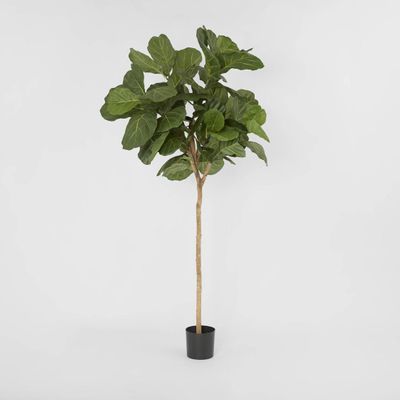 Fiddle Leaf Tree 215cm