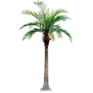 Coconut Palm 5.5m