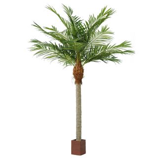 Majesty Palm 4.9m