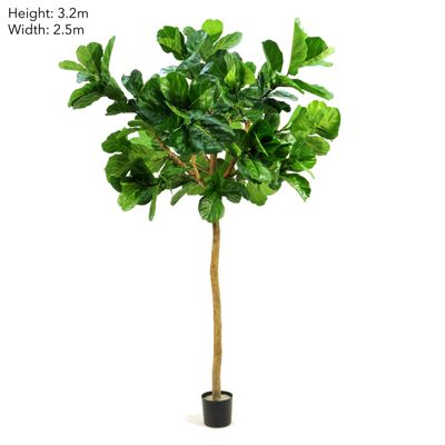 Fiddle Leaf Giant Tree 3.2m