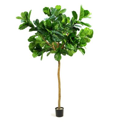 Fiddle Leaf Giant Tree 3.2m