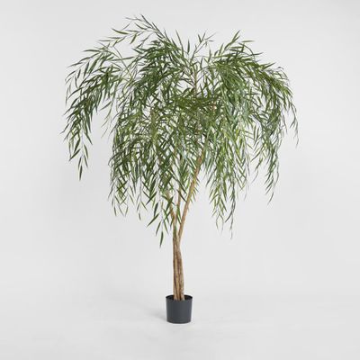 Willow Tree 1.8m