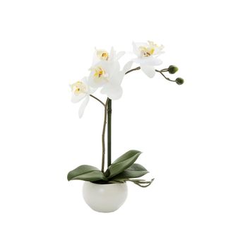 Orchid in White Pot 35cm White