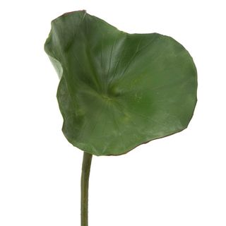 Galyx Leaf 75cm