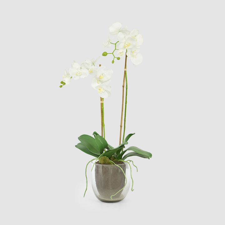 Orchid in Glass Vase 85cm White