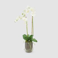 Orchid in Glass Vase 85cm White