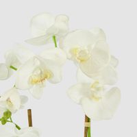 Orchid in Glass Vase 85cm White