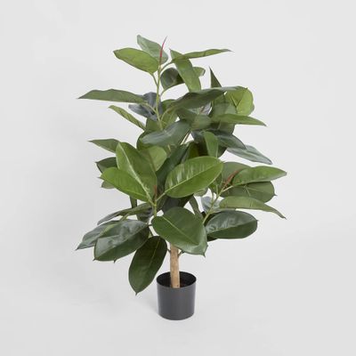 Rubber Plant Tree 96cm
