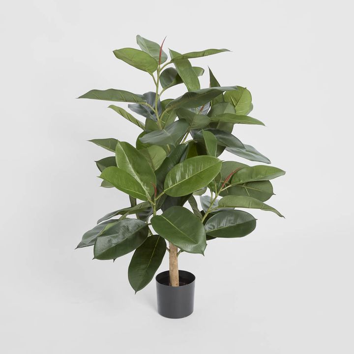 Rubber Plant Tree 96cm