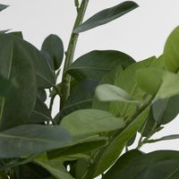 Smargago Potted Plant 66cm