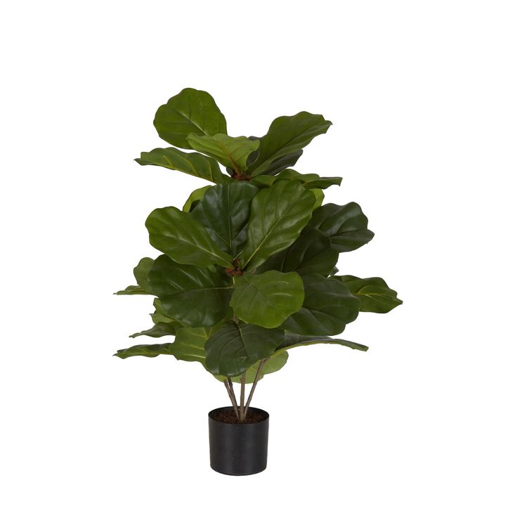 Fiddle Leaf Fig Potted Plant 65cm