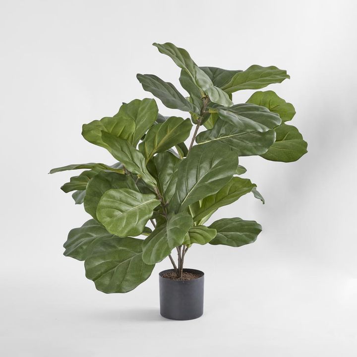 Fiddle Leaf Fig Potted Plant 65cm