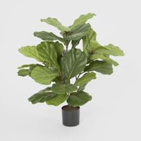 Fiddle Leaf Fig Potted Plant 65cm