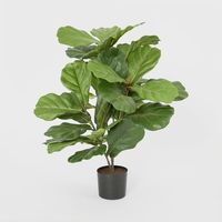 Fiddle Leaf Fig Potted Plant 65cm