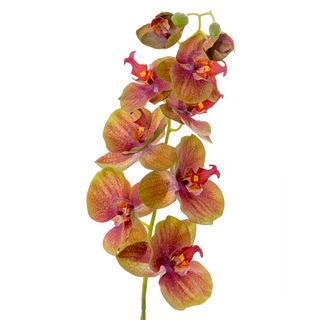 Orchid Phalaenopsis Spray 74cm Green