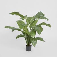 Spathiphyllum Potted 1m