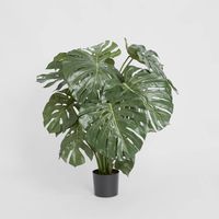 Monstera Split Philo 98cm