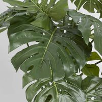 Monstera Split Philo 98cm