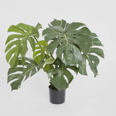 Monstera Split Philo Potted 63cm