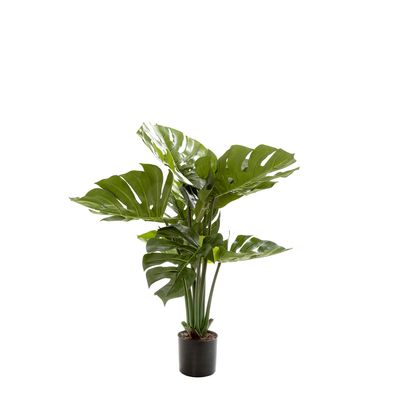 Monstera Split Philo Potted 63cm