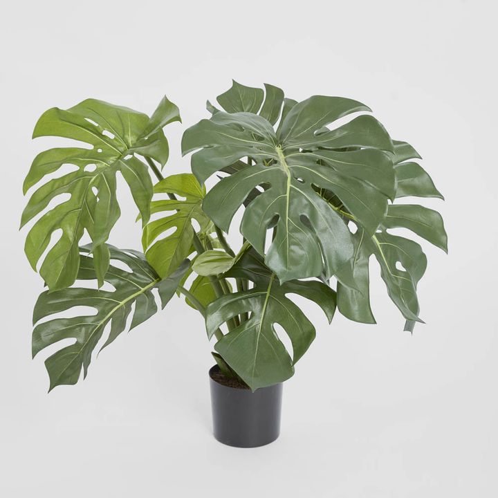 Monstera Split Philo Potted 63cm