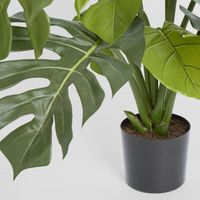 Monstera Split Philo Potted 63cm