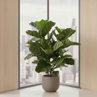 Fiddle Leaf Tree 93cm