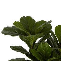 Fiddle Leaf Tree 93cm