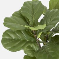 Fiddle Leaf Tree 93cm