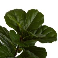 Fiddle Leaf Tree 1.33m