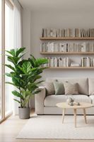 Fiddle Leaf Tree 1.33m
