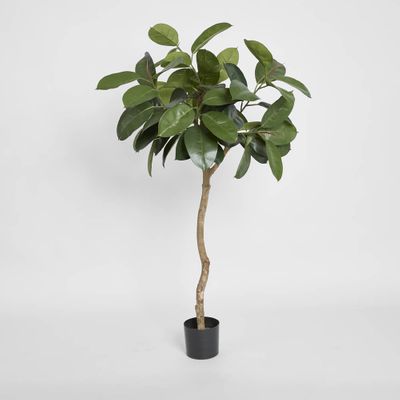 Rubber Plant Tree 1.2m