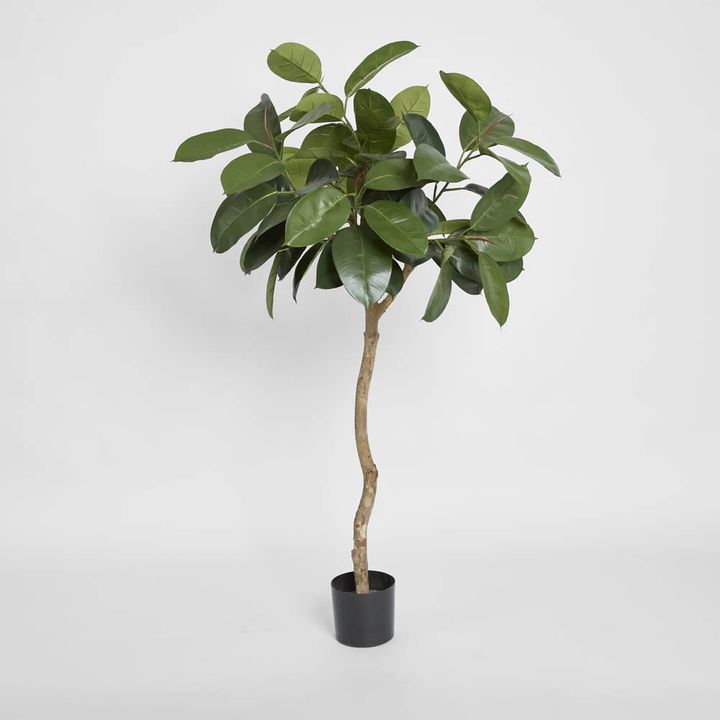 Rubber Plant Tree 1.2m