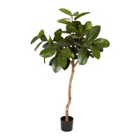 Rubber Plant Tree 1.2m