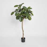 Rubber Plant Tree 1.2m