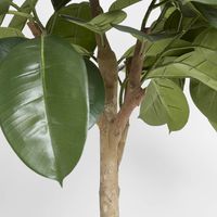 Rubber Plant Tree 1.2m