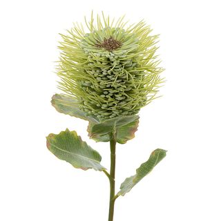 Pincushion Native Flower 60cm Green