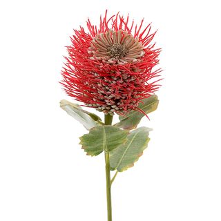 Pincushion Native Flower 60cm Red
