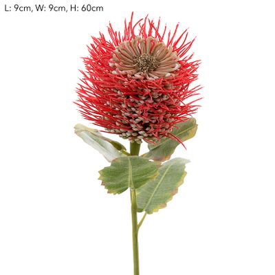 Pincushion Native Flower 60cm Red