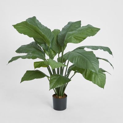 Spathiphyllum Potted 66cm