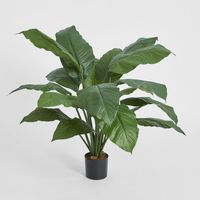 Spathiphyllum Potted 66cm