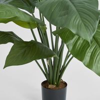 Spathiphyllum Potted 66cm