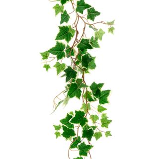 ivy leaf Vine 1.2m