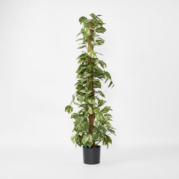 Pothos Vines on Coconut Pole 1.5m