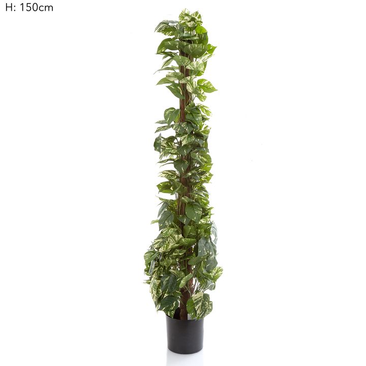 Pothos Vines on Coconut Pole 1.5m