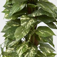 Pothos Vines on Coconut Pole 1.5m