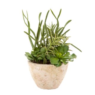 Mix Succulents in Terracotta Pot 25cm Green