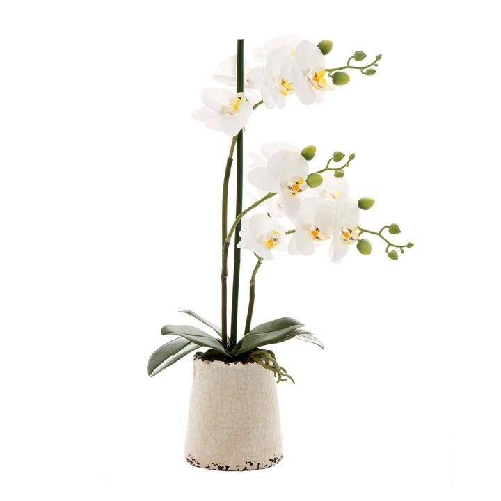 Orchid in Ivory Pot Small 50cm White