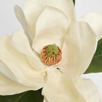 Magnolia 77cm White