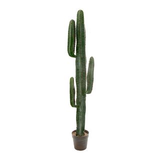 Desert Cactus 1.56m